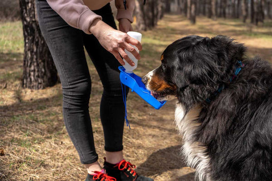 Keeping Your Dog Hydrated on Walks