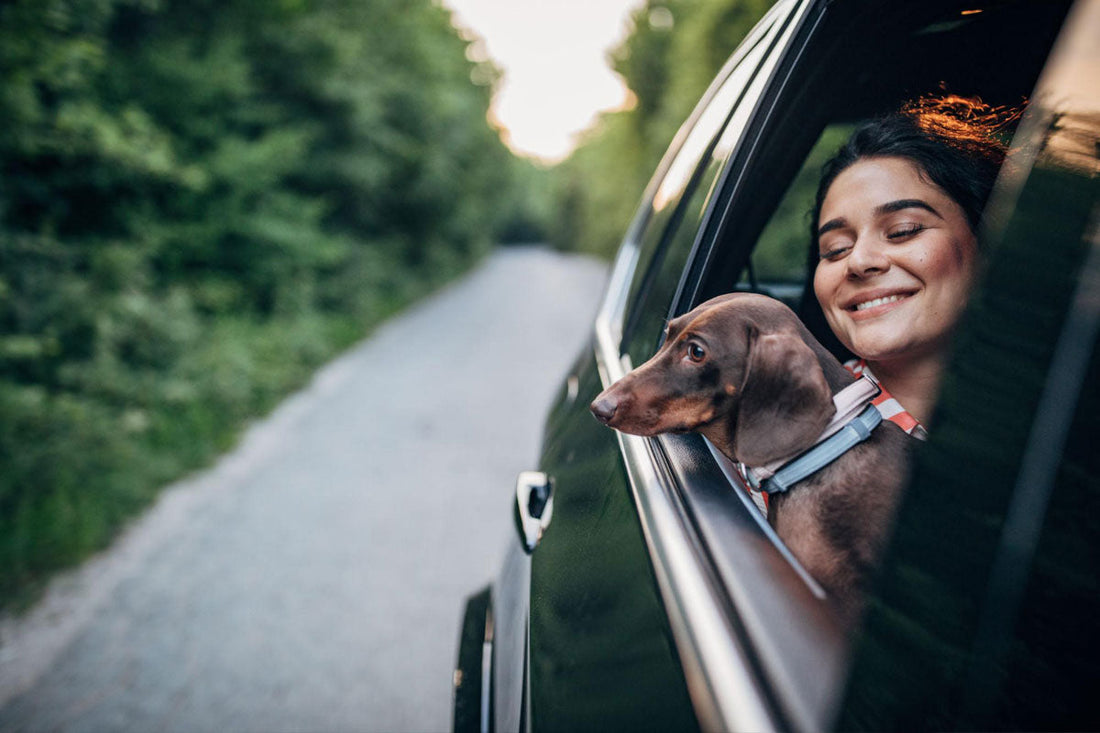 Dog Road Trip Essentials