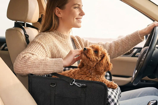 How to Make Car Rides Better for Your Dog