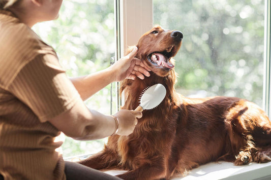 How to Reduce Pet Hair Around Your Home
