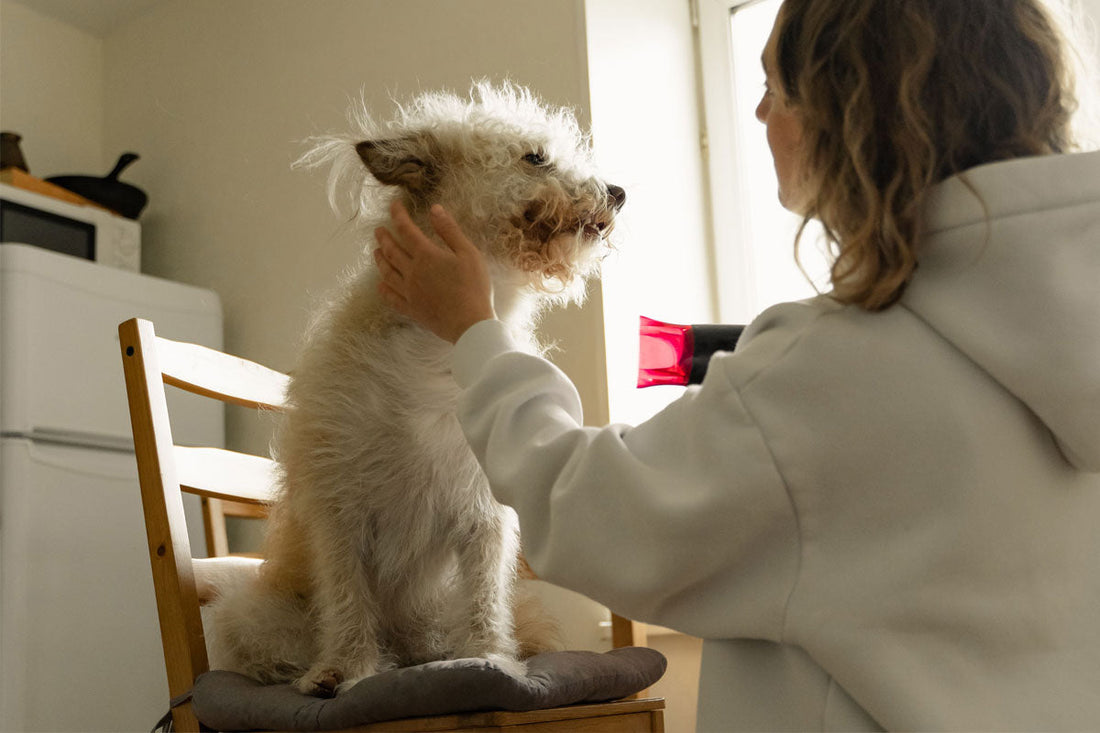 Dog Grooming at Home: Simple Tips Every Pet Parent Should Know