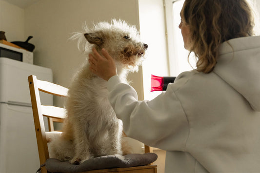 Dog Grooming at Home: Simple Tips Every Pet Parent Should Know
