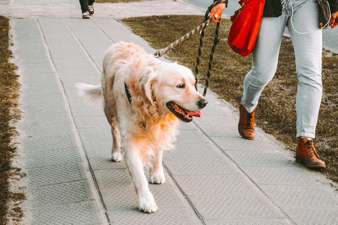 Dog Walking Essentials: What Every Pet Parent Should Bring