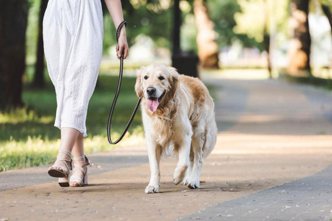 Summer Dog Care: How to Keep Your Dog Comfortable Outdoors
