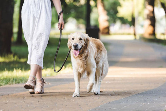 Summer Dog Care: How to Keep Your Dog Comfortable Outdoors