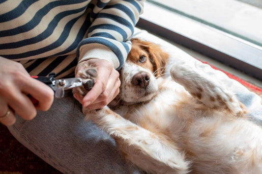 How to Trim Your Dog’s Paws at Home: A Simple Guide for Pet Parents
