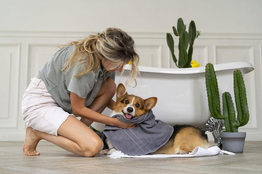 How Often Should You Bathe Your Dog? A Simple Guide for Pet Parents