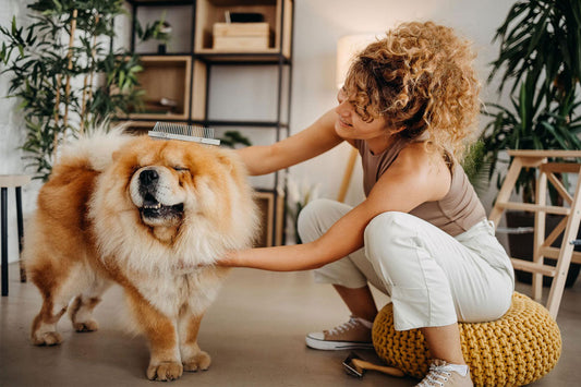 Dog Shedding Season: Simple Ways to Manage Loose Hair at Home