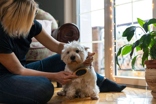 How to Build a Simple Dog Grooming Routine at Home